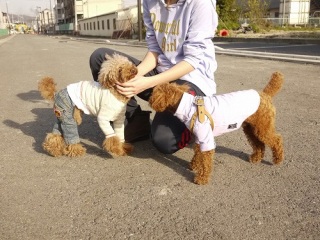 DȂo(o^^o)