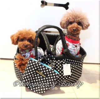 ��Beverly����