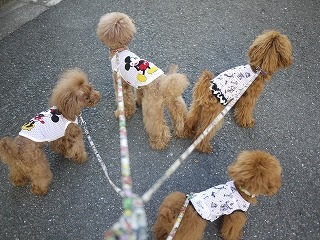 Coo Couture
