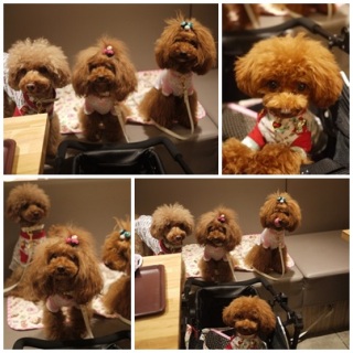 �v���o��