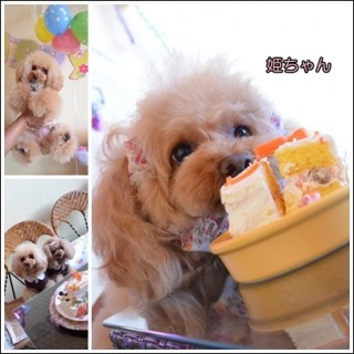 �P�[�L���P�����