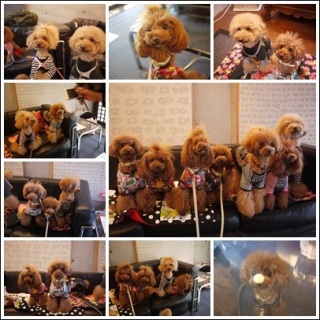 Gcafe�@