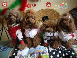 Merry Christmas�I