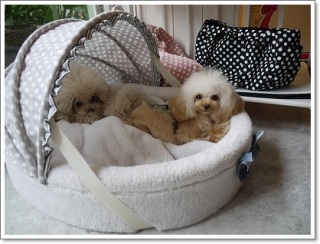 PUPPILY HILLS