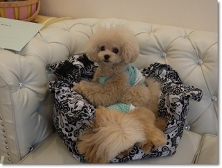 puppily hills