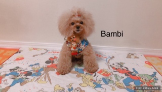 BambiBambi